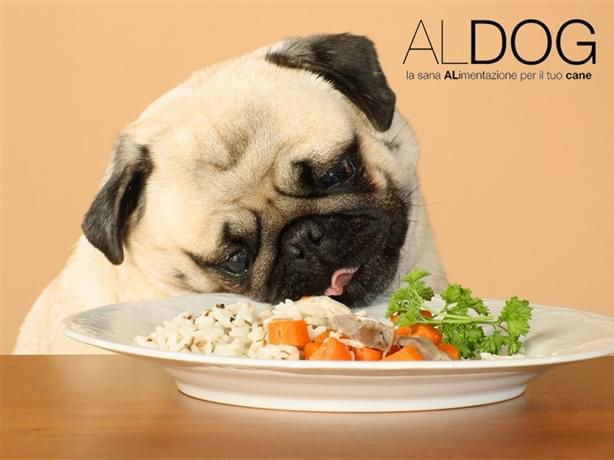 Alimentazione i disturbi comportamentali più frequenti del nostro cane